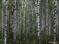 11. Birch forest _antoon loomans_WADM_3790