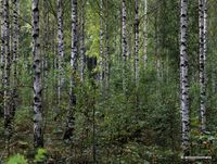 13. Birch forest _antoon loomans_WADM_3789