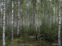 14. Birch forest _antoon loomans_WADM_3777