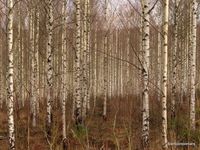 17. Birch winter forest _antoon loomans_5673