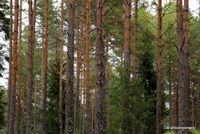 21. Pine forest _antoon loomans_WADM_4557