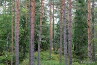 22. Pine forest _antoon loomans_WADM_4562