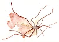 Swatted mosquito in eggetmepara and carmine red watercolor