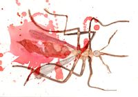 Swatted mosquito in egg tempera and carmine red watercolor