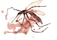 Swatted Mosquito in egg tempera and carmine red watercolor