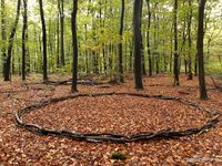 03b. Circles in the woods_Oktober 2019_antoon loomans_20191019