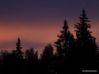 05. Sunset forest Sweden _antoon loomans_WADM