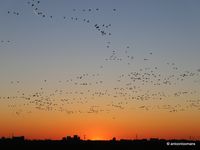 11. Sunset Amsterdam migrating birds _antoon loomans_WADM_5174