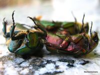 02. Dead Insects -green rose chafers (Cetonia aurata)_antoon loomans_2715