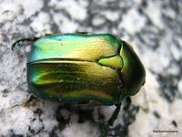04. Dead Insects -green rose chafer (Cetonia aurata)_antoon loomans_2718