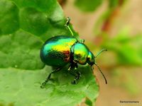 11. Green dock beetle (Gastrophysa viridula (De Geer, 1775)_antoon loomans_5957