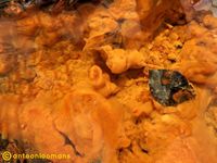 03. Orange Water antoon loomans (4)